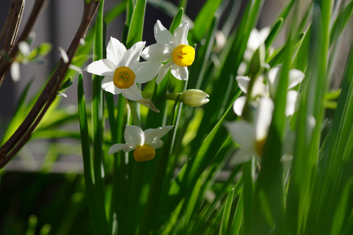 Vorgarten Ratsel Gartengefluster Zarte Bluten Fur Ein Kleines